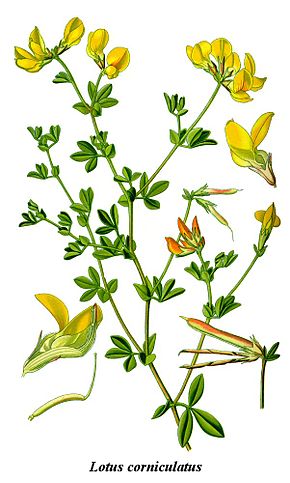 290px-Cleaned-Illustration_Lotus_corniculatus