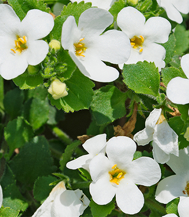 Bacopa_370x425