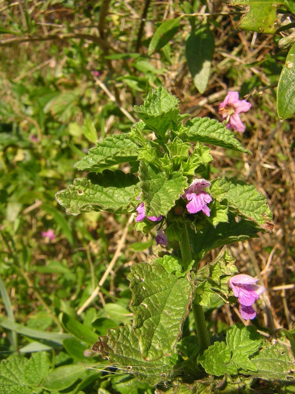 Ballota_nigra_meridionalis