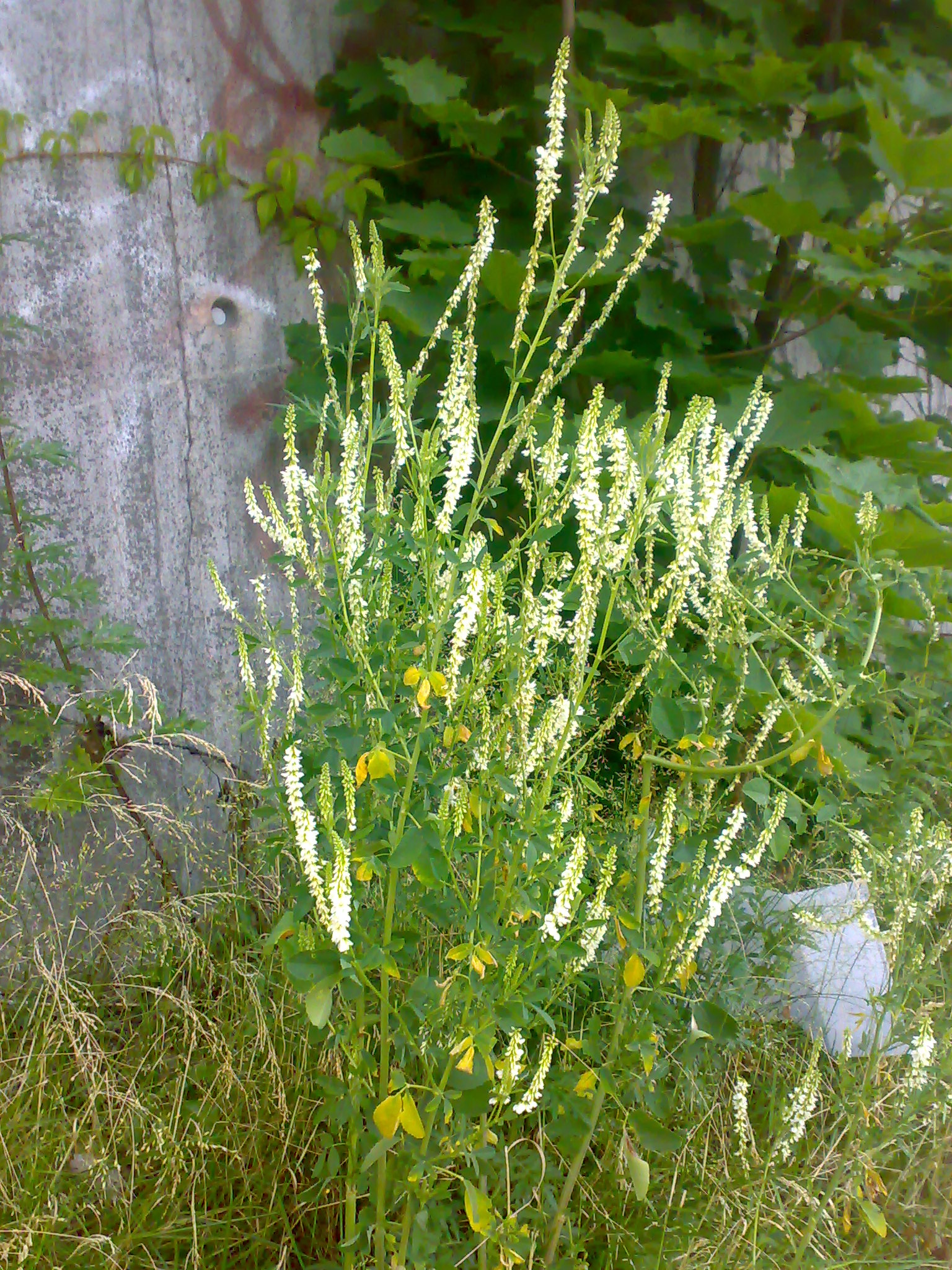 Melilotus_alba_02