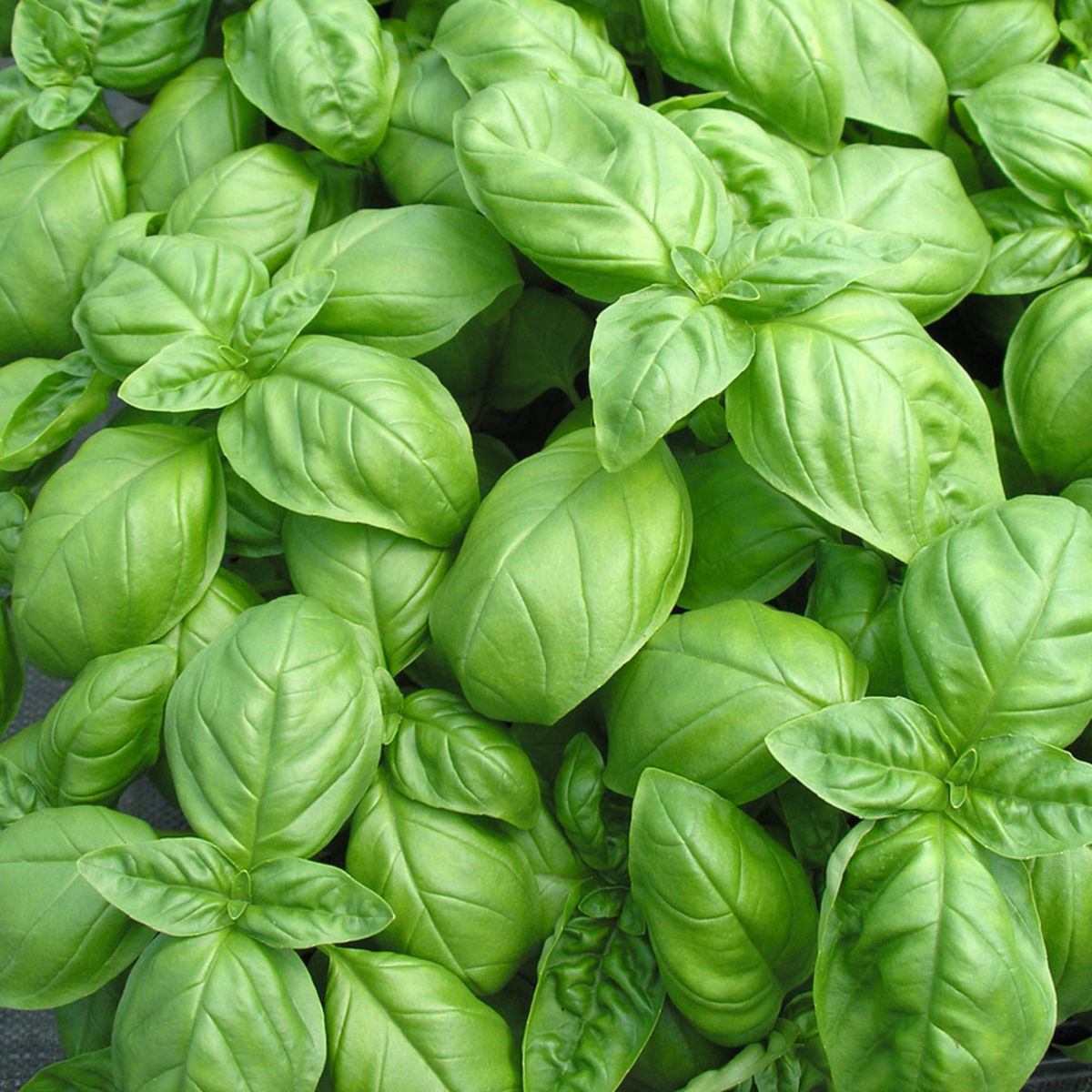 basilic-genovese-ab