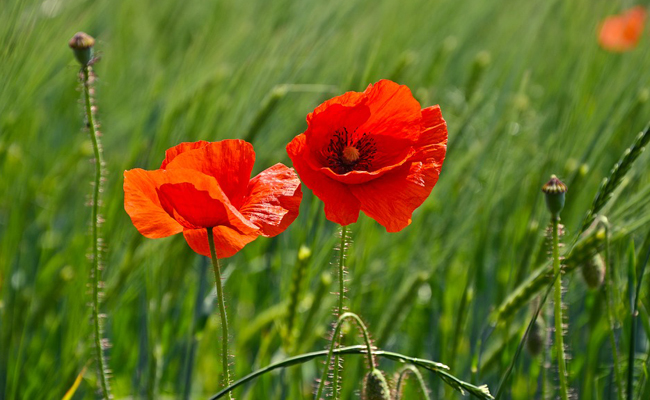 coquelicot-fleur-184011