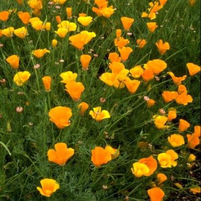 l-eschscholtzia-une-plante-pour-bien-dormir-4781-700x700c
