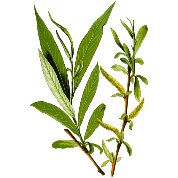 saule-blanc-bio-gelules