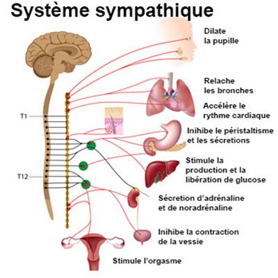 systeme s