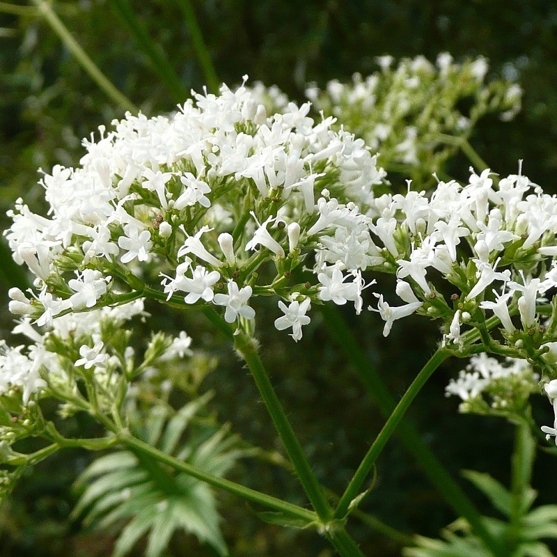 valeriane-officinale